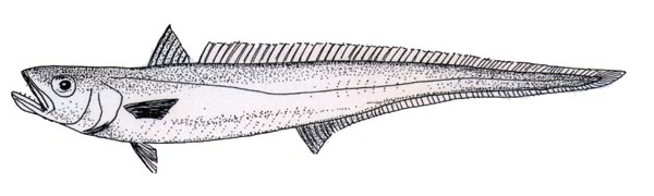 フィッシュバーガーは何の魚 馬場ばばババbabaー