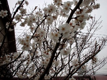 a0005233_81218.jpg