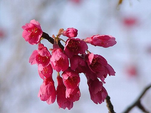 カンヒザクラ（寒緋桜）　_a0009600_21227.jpg