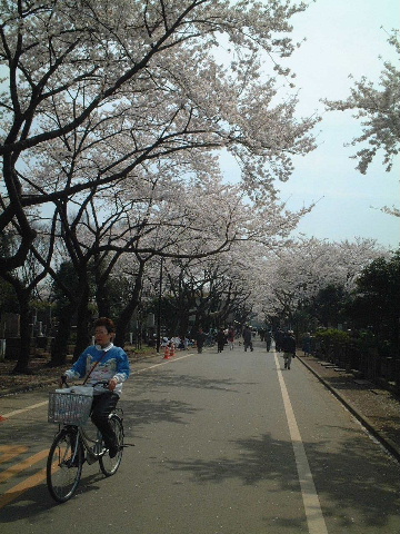 【谷中YANAKA】谷中霊園(２００１年４月）TOKYO_a0008105_203010.jpg