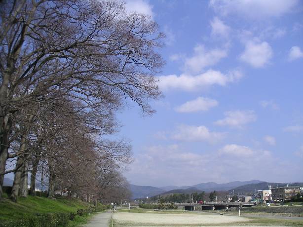 鴨川沿いも桜が圧巻です。_a0002658_12352.jpg