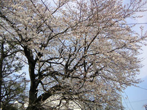 a0004555_13379.jpg