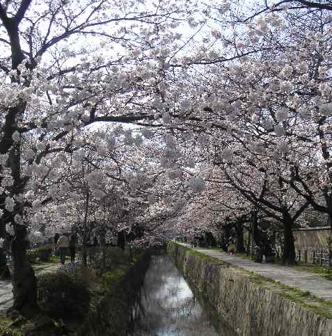 哲学の道で一番咲いている桜_a0002658_21576.jpg