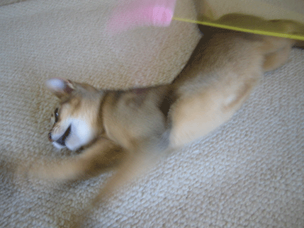 a0009397_22137.gif