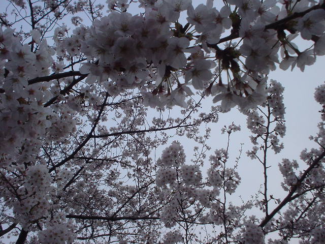 a0009432_23622.jpg