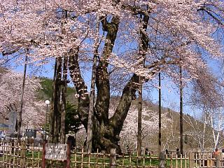 岐阜の３大桜　その３【荘川桜】_a0009747_20496.jpg