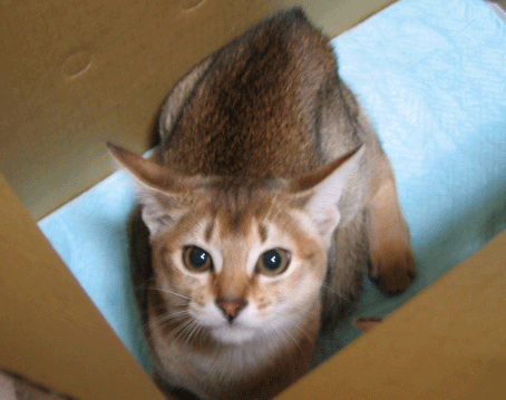 a0009397_231018.gif