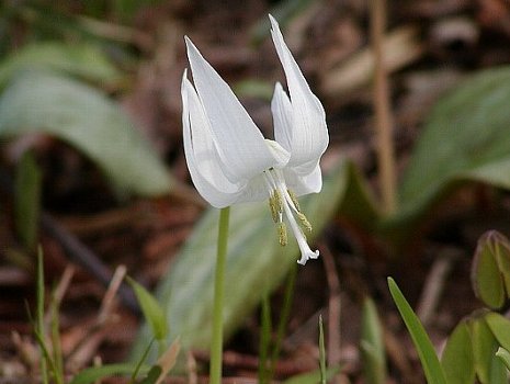 白いカタクリの花_a0009600_45123.jpg