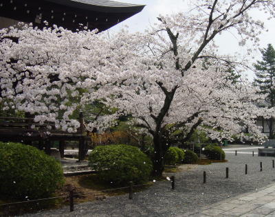 太秦　広隆寺の桜吹雪＠桜Blog～Cherry　BLOGsom～_a0003032_143359.jpg