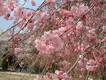 ２００４年４月６日（晴）これが桜色_a0003356_201239.jpg