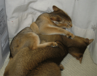 a0009397_224552.gif