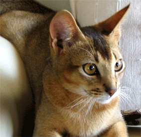 a0009397_222526.gif