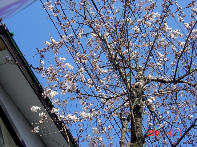 今日の桜～♪_a0005691_182345.jpg