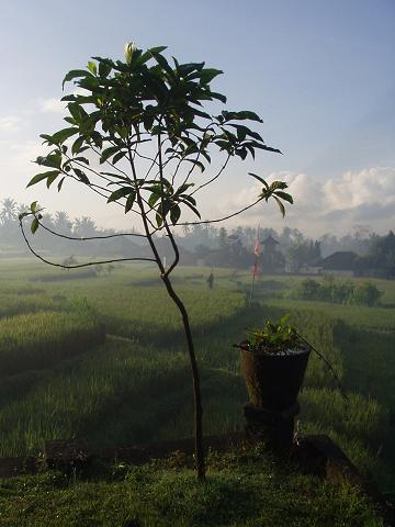 a0009005_03222.jpg