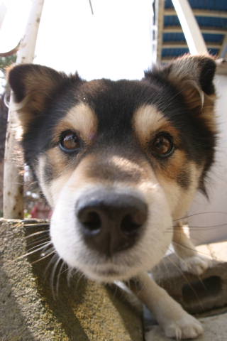 ちゃらいぬ_a0001562_21327.jpg