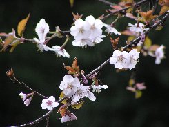 マメザクラ（豆桜）_a0004391_0912.jpg