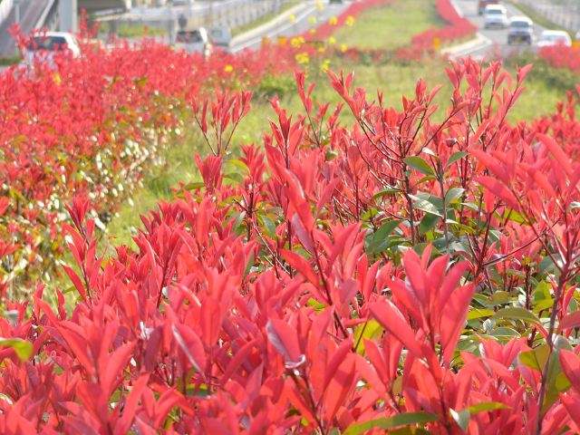 紅カナメの路 デジカメフォトギャラリー1