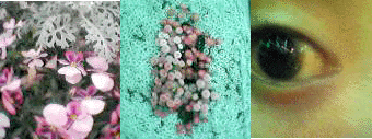 a0012754_191733.gif