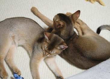 a0009397_1183.gif