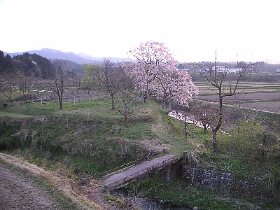 向野の桜４／１２_a0008571_14517.jpg