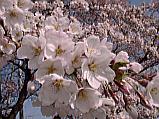Sakura, Sakura, Sakura_a0005484_113833.jpg