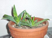 a0000202_205440.jpg