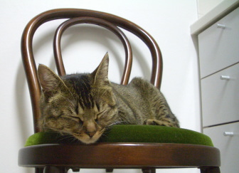 猫はキッチンで眠りたがる_a0014810_223745.jpg