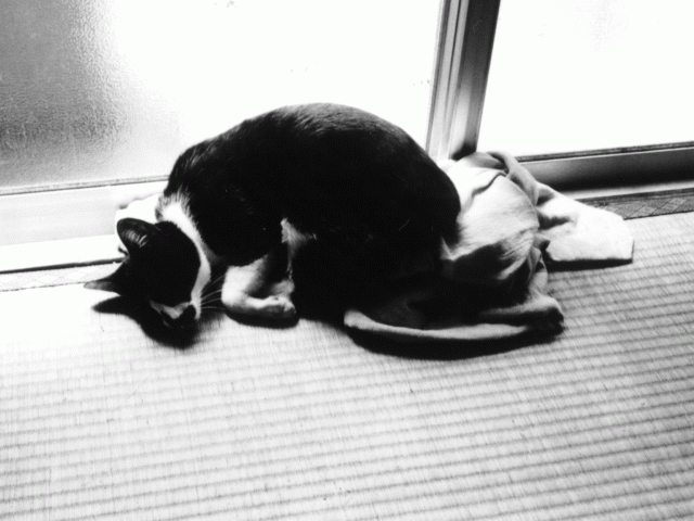a0008523_222833.gif