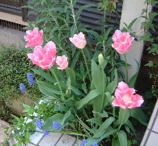 a0011999_984.jpg