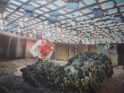 無理矢理沖ノ鳥島を思い浮かべる 不平屋のつぶやき D