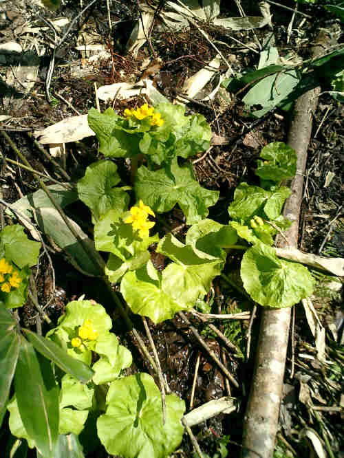 a0009040_17238.jpg
