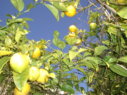 Lemon Tree_a0015132_8033.jpg