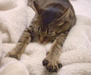 猫は毛布をしゃぶりたがる_a0014810_93957.jpg