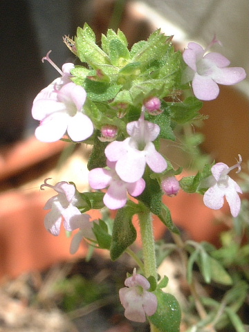a0008105_7354.jpg