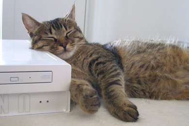 猫はハードな枕を好む_a0014810_181020.jpg