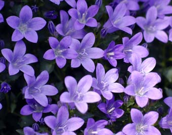 姫桔梗 : *花恋ひ