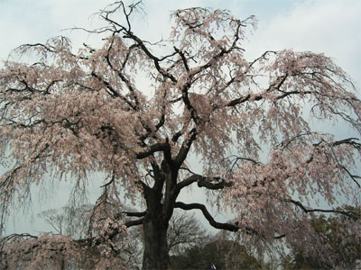 京都　2004桜〜円山公園_a0016534_193550.jpg