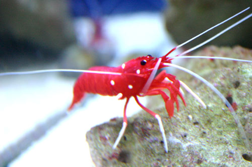 シロボシアカモエビ ホワイトソックス 第３弾 水族館ふりーく