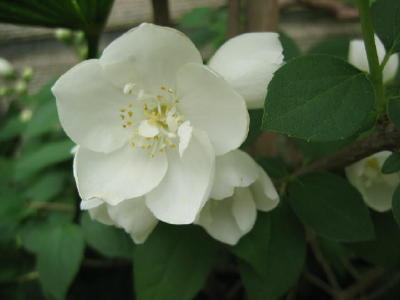 梅花空木(うつぎ)の清楚な花が咲きました。_a0015682_23269.jpg