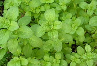 日陰の植物１ ペニーロイヤル 園芸食べ物日記