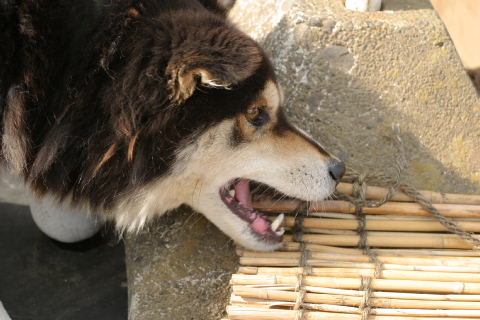 ちゃら犬めが！_a0001562_22358.jpg