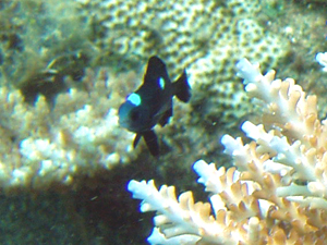 033 ミツボシクロスズメダイ 幼魚 ランゲルハンス島の海