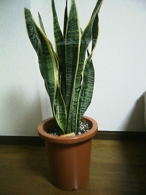 a0019601_12144.jpg