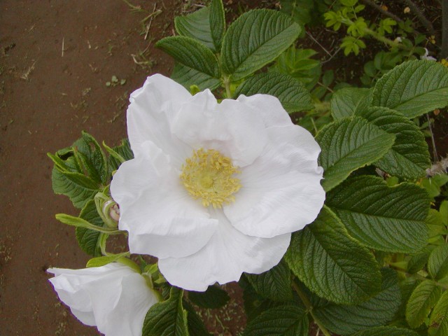 a0004023_84756.jpg