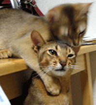 a0009397_02613.gif