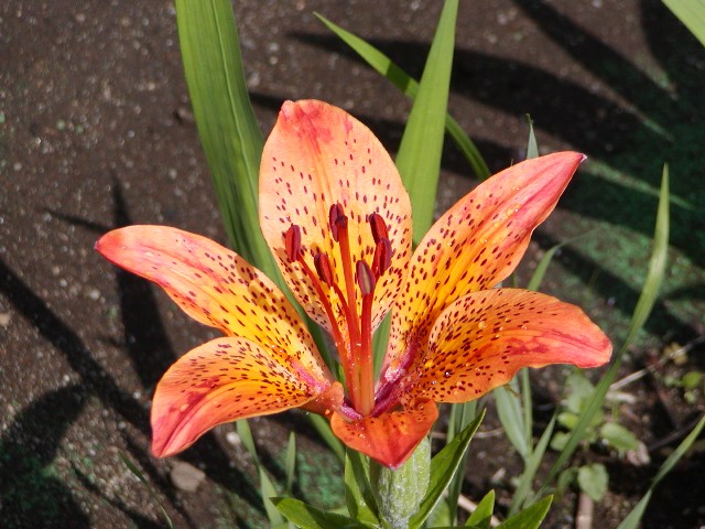 a0004023_8482.jpg
