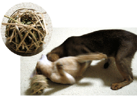 a0009397_14133.gif