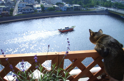 猫は水辺で身を乗り出す_a0014810_203241.jpg