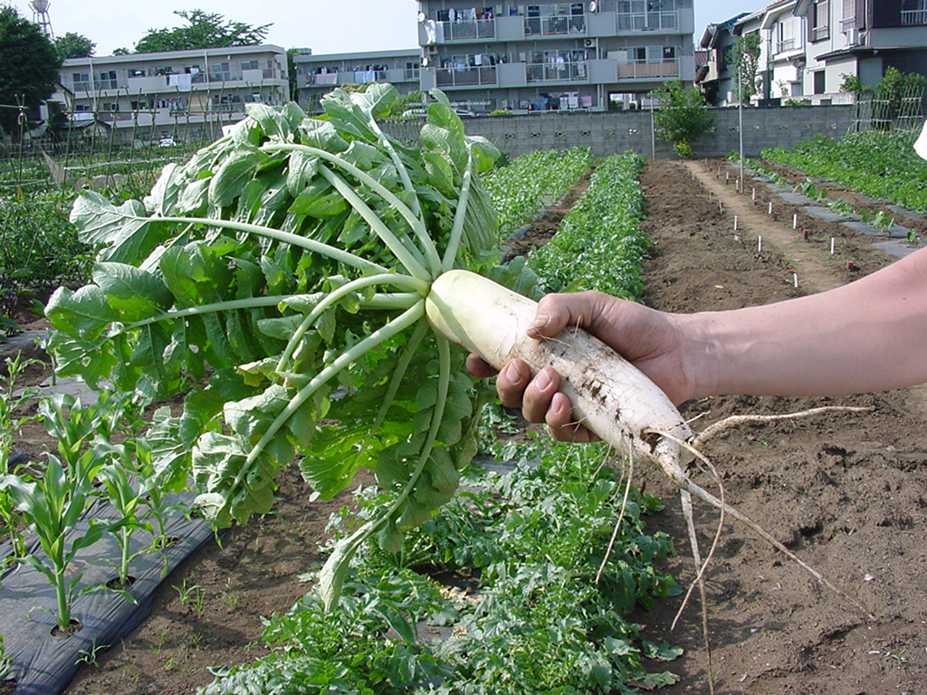 充実野菜生活_a0023500_195120.jpg