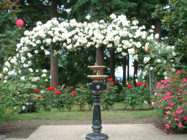 Rose Garden_a0021482_151112.jpg